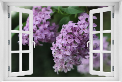 Fototapeta Naklejka Na Ścianę Okno 3D - Blooming lilac in the garden on a natural background.