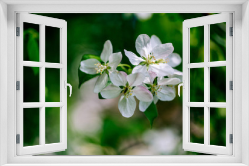 Fototapeta Naklejka Na Ścianę Okno 3D - Soft white cherry blossoms in spring
