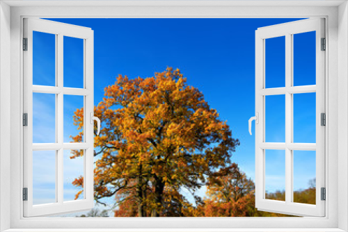 Fototapeta Naklejka Na Ścianę Okno 3D - Autumn Landscape,  Meadow with Oak Trees,  Leaves Changing Colour, blue sky