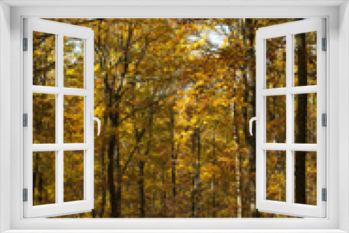 Fototapeta Naklejka Na Ścianę Okno 3D - autumn path in a forest