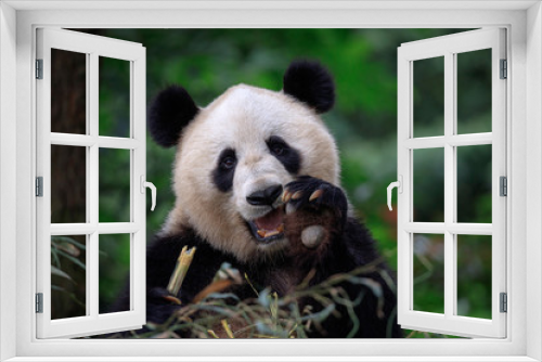 Fototapeta Naklejka Na Ścianę Okno 3D - Happy Panda Bear Waving at the Viewer, Bifengxia Panda Reserve in Ya'an - Sichuan Province, China. Endangered Species Animal Conservation, Fluffy cute panda bear waving its paw in the air