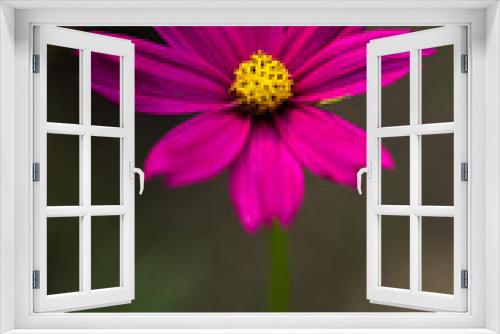 Fototapeta Naklejka Na Ścianę Okno 3D - flower  garden  park  fresh  relax  