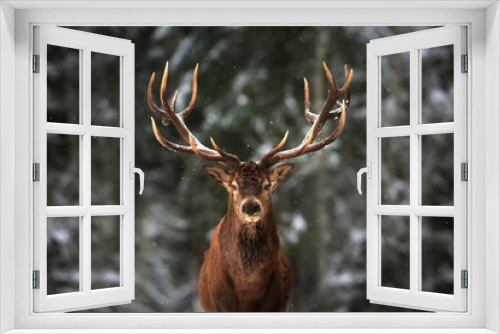 Fototapeta Naklejka Na Ścianę Okno 3D - Noble deer male in winter snow forest.