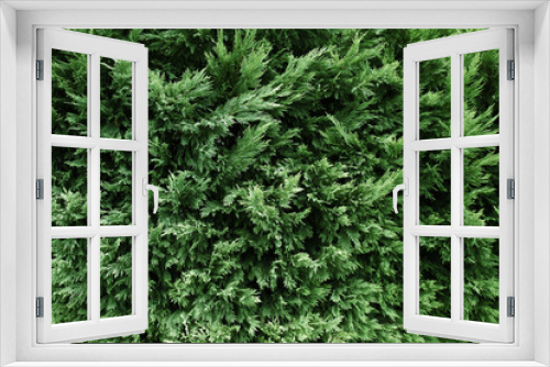 Fototapeta Naklejka Na Ścianę Okno 3D - Beautiful evergreen conifer bushes as background, closeup