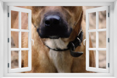 Fototapeta Naklejka Na Ścianę Okno 3D - Beautiful crossbreed dog