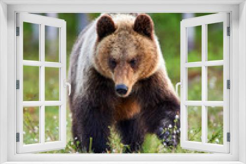 Fototapeta Naklejka Na Ścianę Okno 3D - Brown bear in the finnish taiga