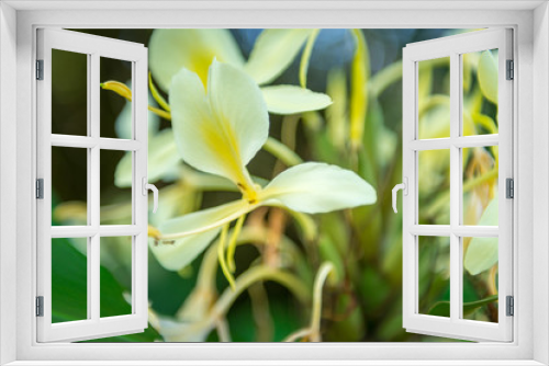 Fototapeta Naklejka Na Ścianę Okno 3D - Hawaiian Plants