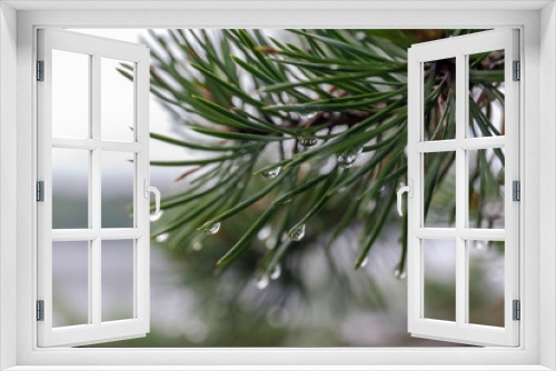Fototapeta Naklejka Na Ścianę Okno 3D - wet pine branches