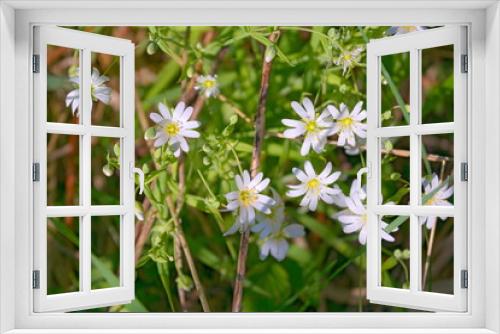 Fototapeta Naklejka Na Ścianę Okno 3D - Starry Caryophillaceae white flower of spring forest.