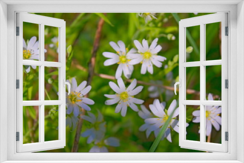 Fototapeta Naklejka Na Ścianę Okno 3D - Starry Caryophillaceae white flower of spring forest.