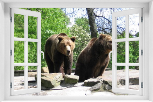 Fototapeta Naklejka Na Ścianę Okno 3D - the Bears