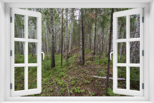 Fototapeta Naklejka Na Ścianę Okno 3D - white birch and mining slag in green forest