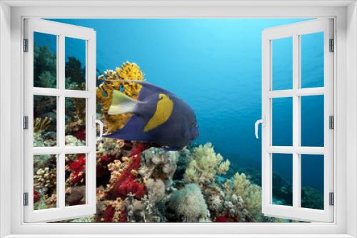 Fototapeta Naklejka Na Ścianę Okno 3D - Coral and fish in the Red Sea