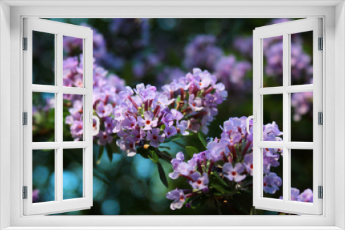 Fototapeta Naklejka Na Ścianę Okno 3D - Flowers of alternate-leaved butterfly-bush (Buddleja alternifolia)