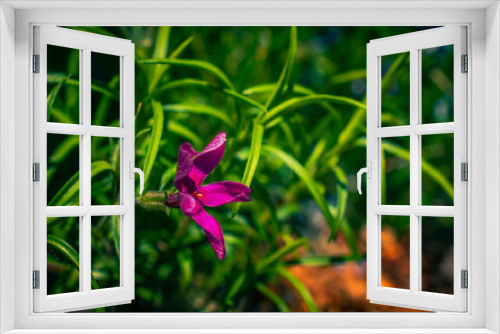 Fototapeta Naklejka Na Ścianę Okno 3D - Summer flowers bloomming