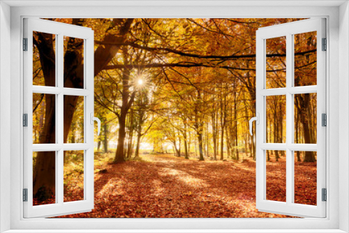 Fototapeta Naklejka Na Ścianę Okno 3D - Amazing forest colours in autumn fall