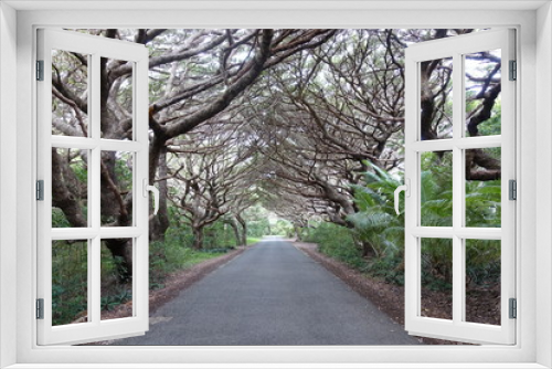 Fototapeta Naklejka Na Ścianę Okno 3D - 南国の木が生い茂る道
