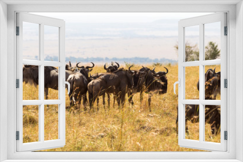 Fototapeta Naklejka Na Ścianę Okno 3D - A herd of wild antelopes in the savannah. Masai Mara, Kenya