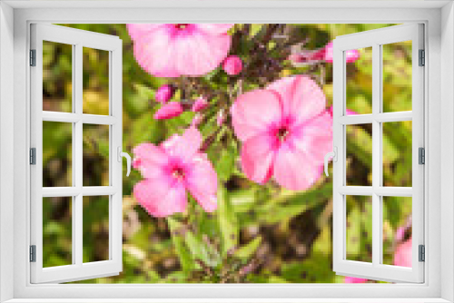 Fototapeta Naklejka Na Ścianę Okno 3D - Pink beautiful flowers in the garden in summer in Sunny weather