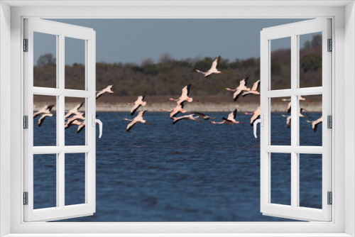 Fototapeta Naklejka Na Ścianę Okno 3D - Puna Flamingos in Ansenuza National Park, Argentina