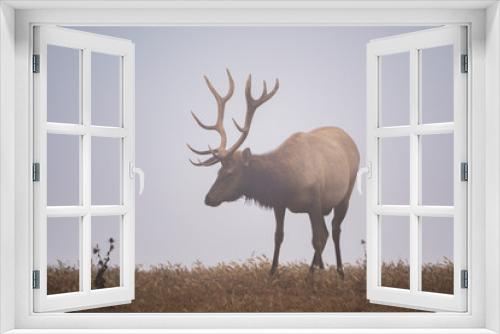 Fototapeta Naklejka Na Ścianę Okno 3D - Tule Elk in the Mist