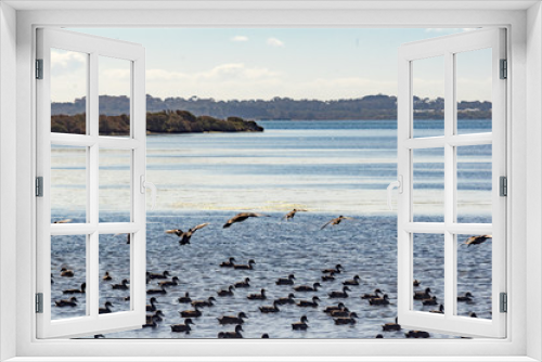 Fototapeta Naklejka Na Ścianę Okno 3D - Swan Bay Ducks