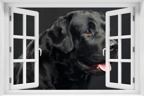 Fototapeta Naklejka Na Ścianę Okno 3D - Labrador Dog on Isolated Black Background in studio