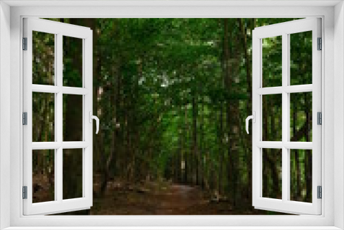 Fototapeta Naklejka Na Ścianę Okno 3D - green forest
