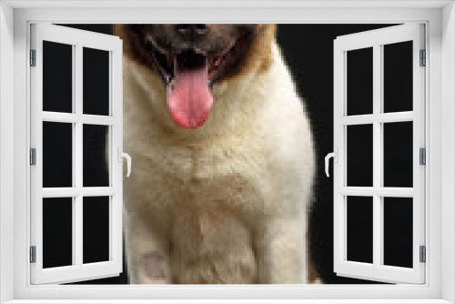 Fototapeta Naklejka Na Ścianę Okno 3D - American akita dog on Isolated Black Background in studio