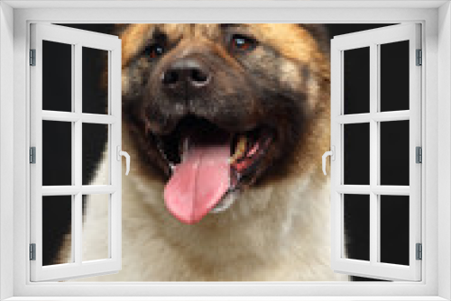 Fototapeta Naklejka Na Ścianę Okno 3D - American akita dog on Isolated Black Background in studio