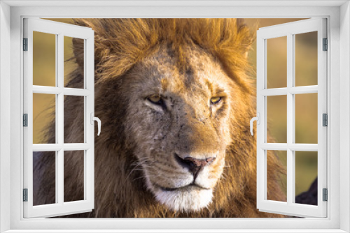 Fototapeta Naklejka Na Ścianę Okno 3D - Lion looks in the frame. Masai Mara, Africa