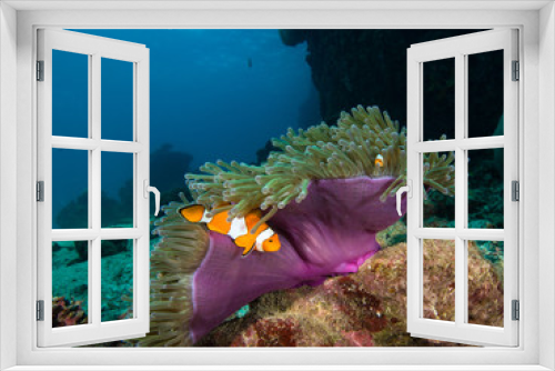 Fototapeta Naklejka Na Ścianę Okno 3D - Nemo clownfish in its host anemone that has a puprle mantle