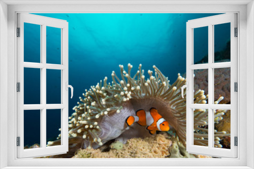 Fototapeta Naklejka Na Ścianę Okno 3D - A nemo clownfish hiding under its host anemone