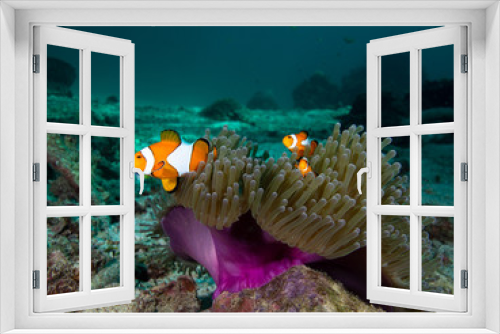 Fototapeta Naklejka Na Ścianę Okno 3D - Family of nemo clown fish in its host anemone