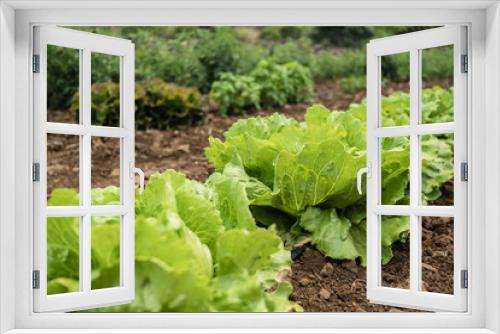 Fototapeta Naklejka Na Ścianę Okno 3D - Row of fresh lettuces in a vegetable garden. Agriculture