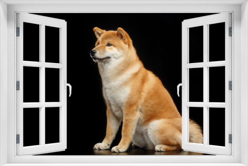 Fototapeta Naklejka Na Ścianę Okno 3D - Shiba inu Dog  Isolated  on Black Background in studio