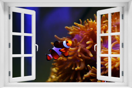 Fototapeta Naklejka Na Ścianę Okno 3D - Clown Fish - The most popular saltwater fish in the world 