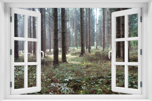 Fototapeta Naklejka Na Ścianę Okno 3D - Küstenwald im Morgenlicht