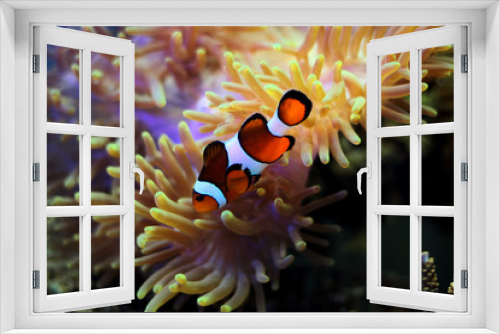 Fototapeta Naklejka Na Ścianę Okno 3D - Clown Fish - The most popular saltwater fish in the world 