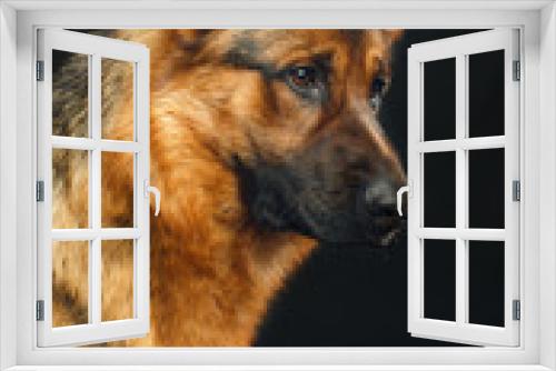 Fototapeta Naklejka Na Ścianę Okno 3D - German Shepherd Dog  Isolated  on Black Background in studio