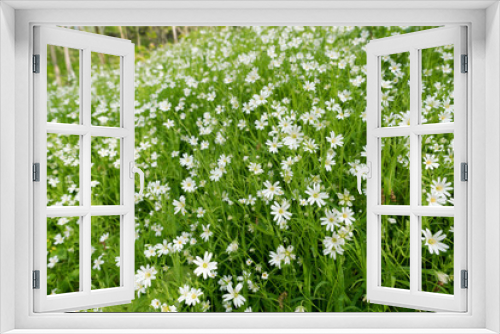 Fototapeta Naklejka Na Ścianę Okno 3D - Flowering lawn Stellaria media