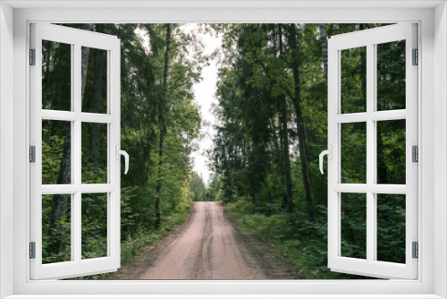 Fototapeta Naklejka Na Ścianę Okno 3D - Road to Pokaini Forest
