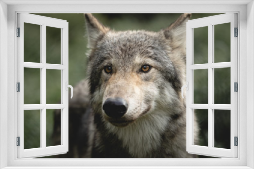 Fototapeta Naklejka Na Ścianę Okno 3D - Wolf Eyes