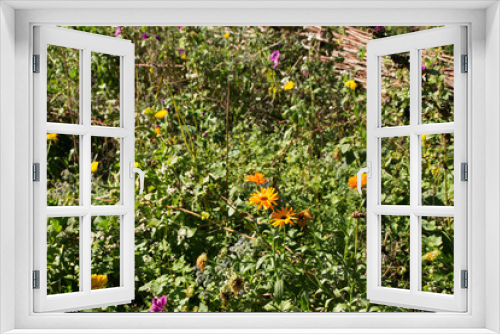 Fototapeta Naklejka Na Ścianę Okno 3D - Ein buntes Blumenbeet