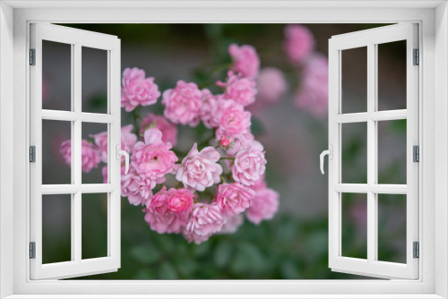 Fototapeta Naklejka Na Ścianę Okno 3D - Tiny pink roses