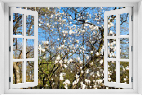 Fototapeta Naklejka Na Ścianę Okno 3D - Blooming tree