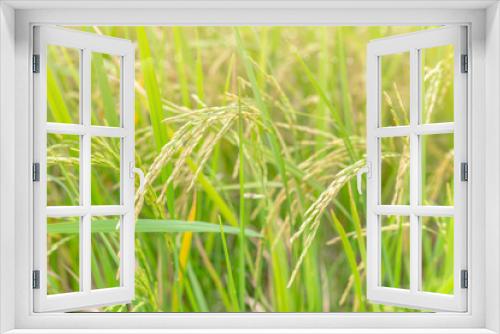 Fototapeta Naklejka Na Ścianę Okno 3D - rice field with bokeh