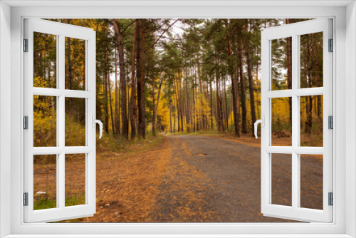 Fototapeta Naklejka Na Ścianę Okno 3D - Road in the forest in autumn as a background
