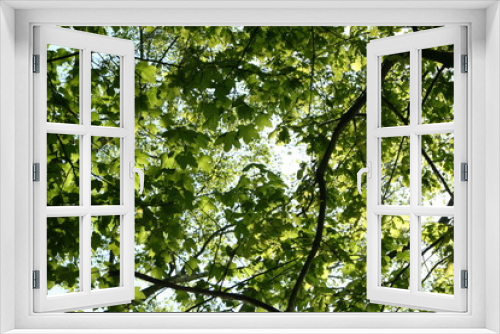 Fototapeta Naklejka Na Ścianę Okno 3D - Sonne scheint durch Laub im Wald