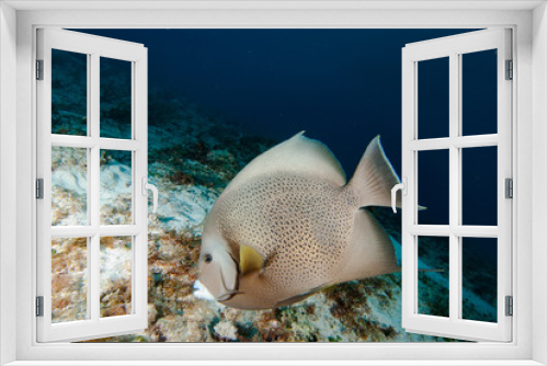 Fototapeta Naklejka Na Ścianę Okno 3D - Angelfish Cozumel